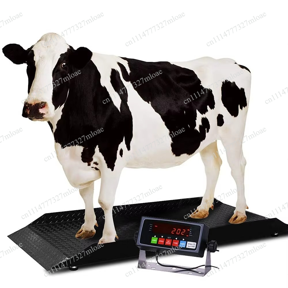 Cattle Weighing Scale Digital - เครื่องชั่งสัตว์ดิจิทัลคุณภาพสูง ความจุขนาดใหญ่ เหมาะสำหรับวัดน้ำหนักโค กระบือ ม้า หมู