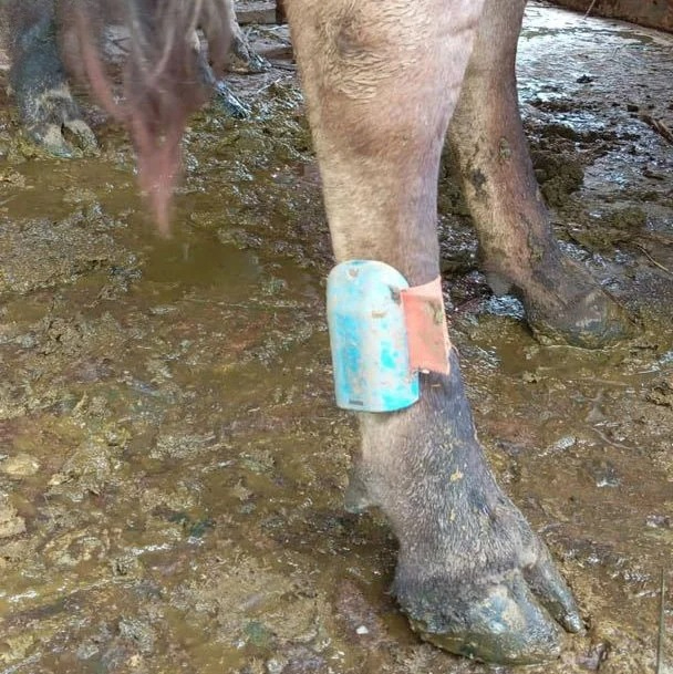 Cattle Ear Tag Applicator - ใช้ได้กับแท็กติดหูวัวนมพร้อมระบบตรวจจับเวลาการนอนคลอดและแจ้งเตือนการเป็นสัด พร้อมแท็กเซ็นเซอร์ติดขาสำหรับวัว