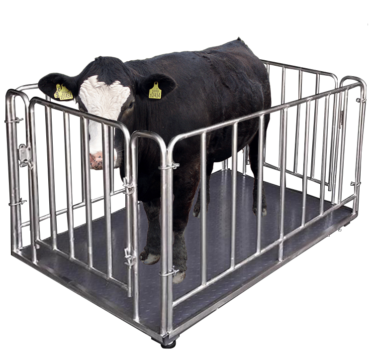 Cattle Weighing Scale Digital - เครื่องชั่งน้ำหนักสัตว์แบบดิจิตอลอิเล็กทรอนิกส์ ความจุ 1000 กก. เครื่องชั่งแบบตั้งพื้นสำหรับวัว หมู