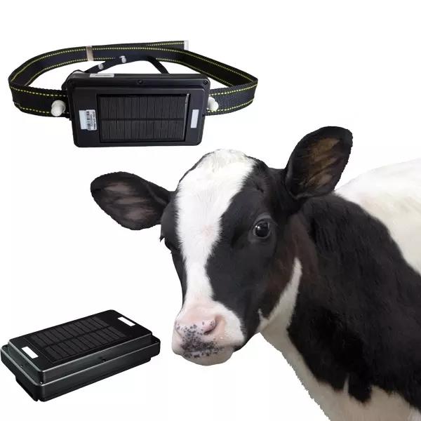 เครื่องติดตาม GPS แบบชาร์จพลัง - Animal Gps Tracker 4G Solar บทวิจารณ์และราคา