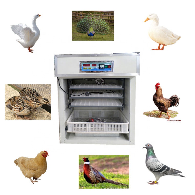 เครื่องฟักไข่อัตโนมัติ ควบคุมด - Poultry Incubator 96 Eggs บทวิจารณ์และราคา