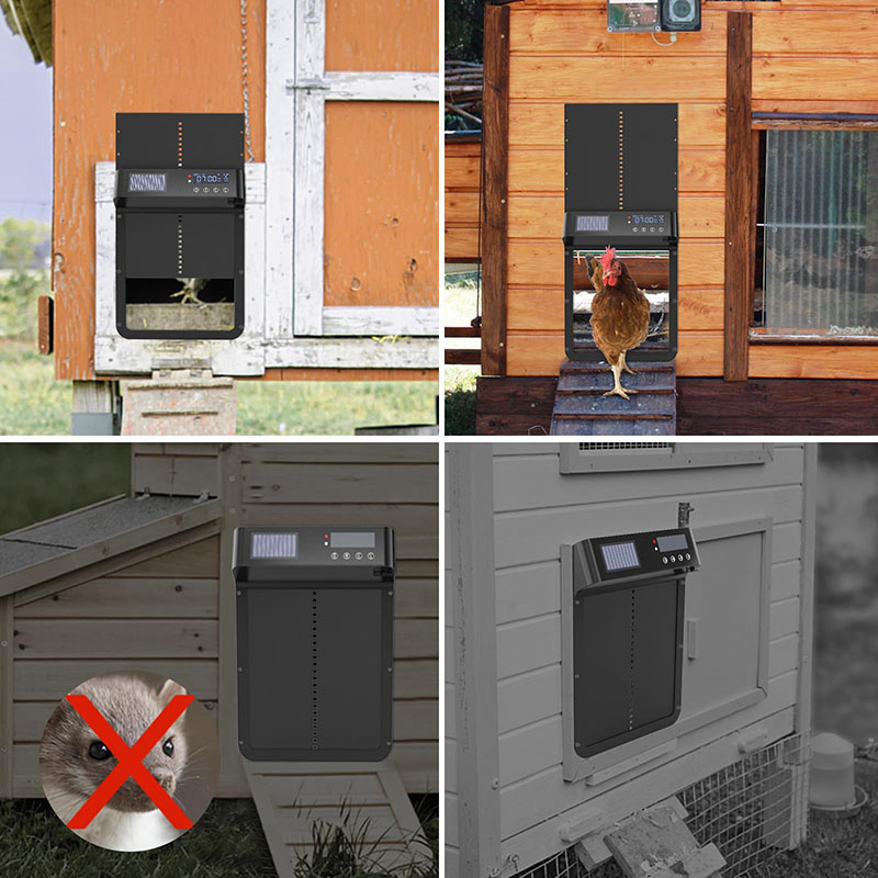ประตูเล้าไก่หรูหราอัตโนมัติ ใช - Automatic Chicken Door Opener Solar บทวิจารณ์และราคา