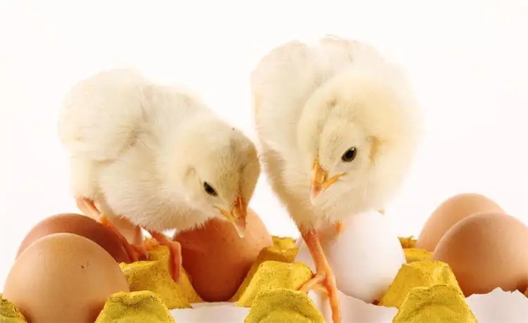เครื่องฟักไข่ 96 ฟอง ขายดี เคร - Poultry Incubator 96 Eggs บทวิจารณ์และราคา