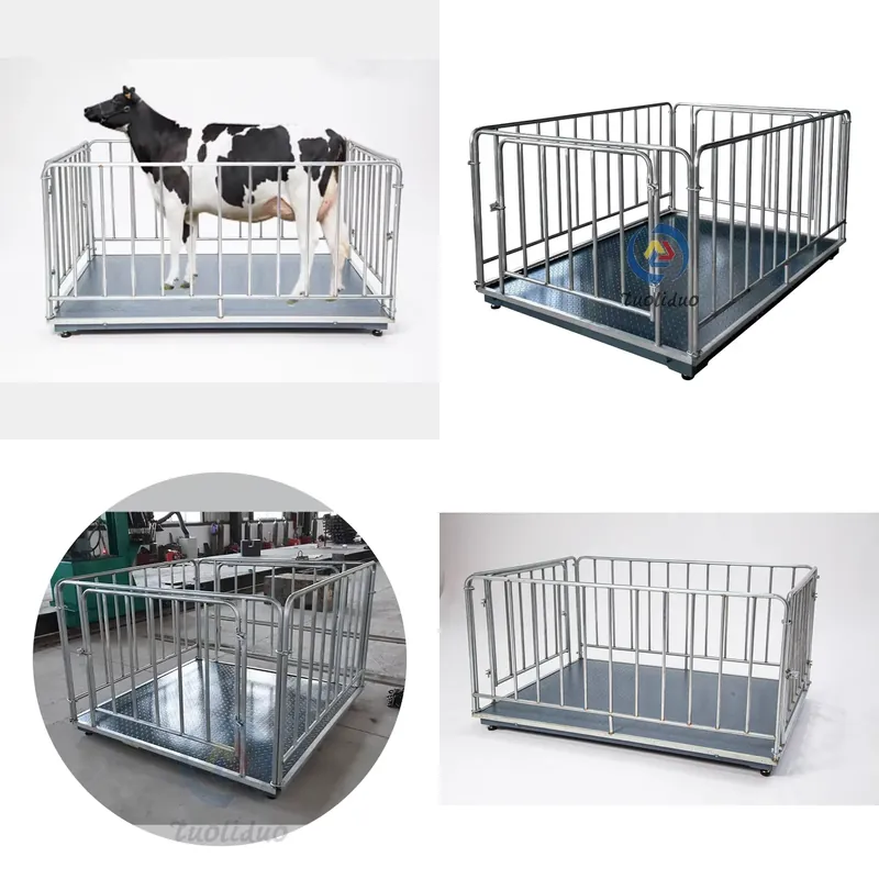 เครื่องชั่งดิจิตอลสำหรับปศุสัต - Cattle Weighing Scale Digital บทวิจารณ์และราคา
