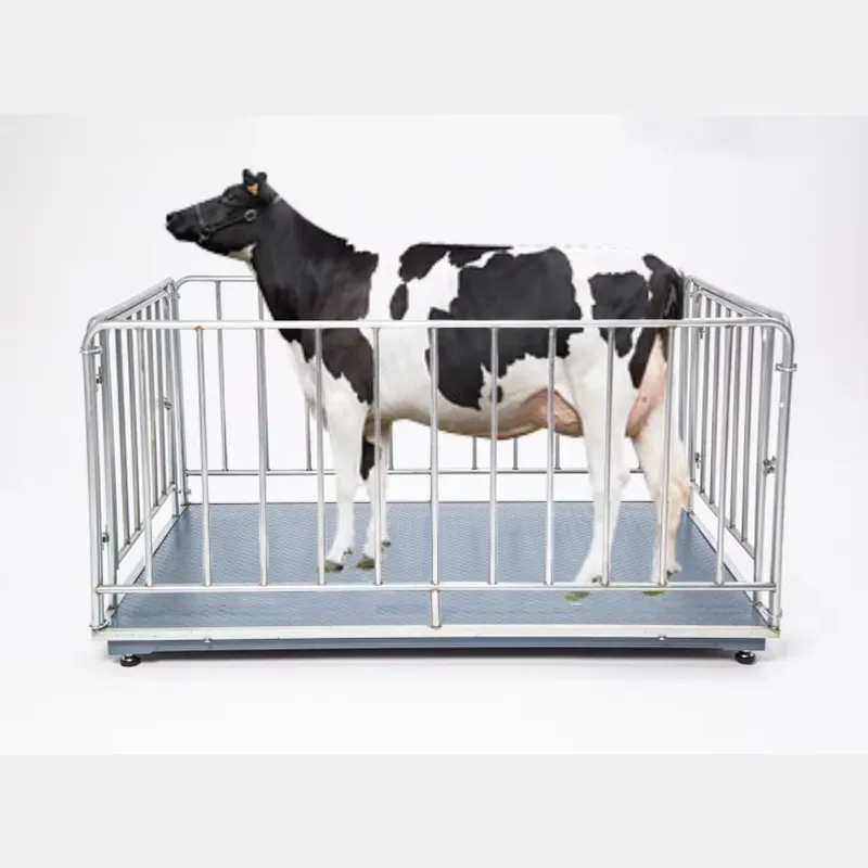 เครื่องชั่งดิจิตอลสำหรับปศุสัต - Cattle Weighing Scale Digital บทวิจารณ์และราคา
