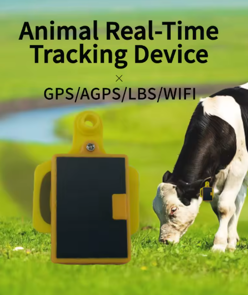 เครื่องติดตาม GPS แบบติดหูโค ย - Livestock Ear Tag Gps Tracker บทวิจารณ์และราคา